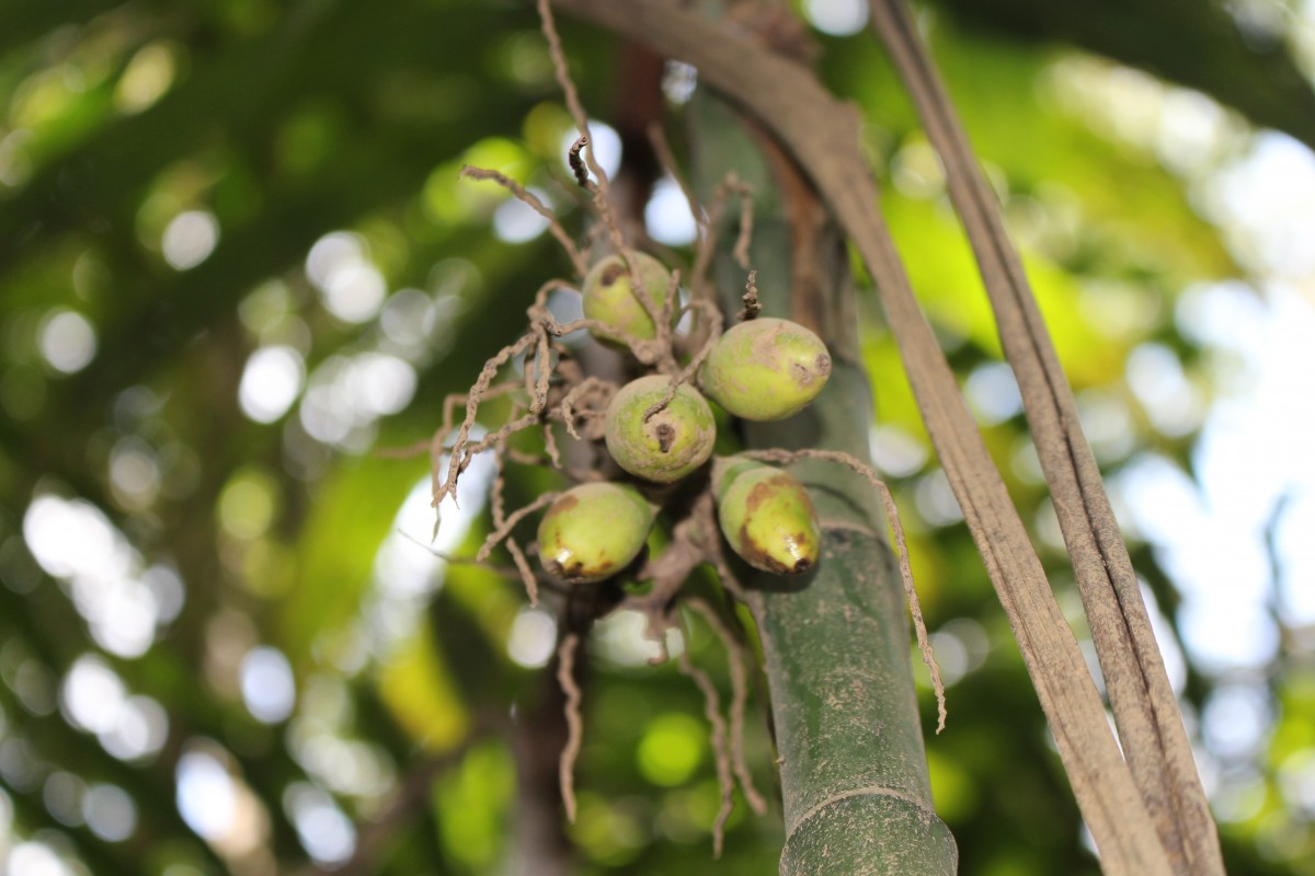 Areca concinna Thwaites